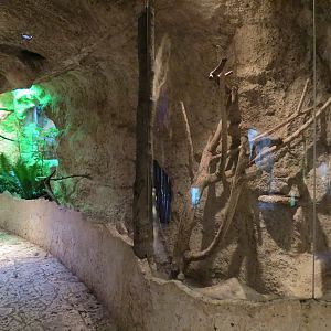 Mundo Maya - Barred Owl Exhibit