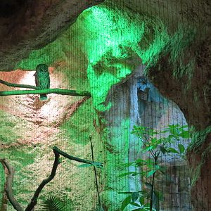 Mundo Maya - Barred Owl Exhibit