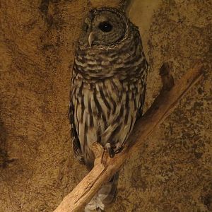 Mundo Maya - Barred Owl Exhibit