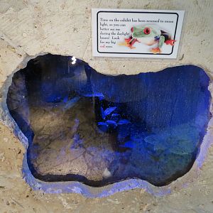 Mundo Maya - Red-eyed Tree Frog Exhibit