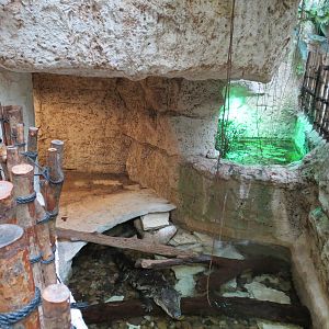 Mundo Maya - Morelet's Crocodile and Mexican Musk Turtle Exhibit