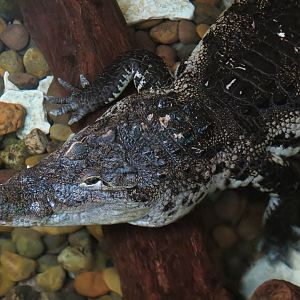 Mundo Maya - Morelet's Crocodile