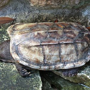 Mundo Maya - Mexican Musk Turtle Exhibit