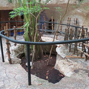 Mundo Maya - Unsigned Tortoise Exhibit