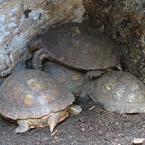 Mundo Maya - Unsigned Tortoise Exhibit