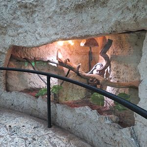 Mundo Maya - Boa Constrictor Exhibit