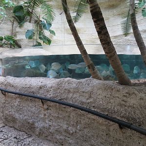 Mundo Maya - Caribbean Creatures Exhibit