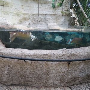 Mundo Maya - Caribbean Creatures Exhibit