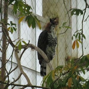 Mundo Maya - Ornate Hawk Eagle
