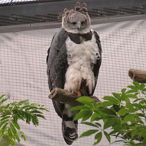 Mundo Maya - Birds of El Triunfo Exhibit - Harpy Eagle