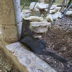 Mundo Maya - Temple of the Jaguar - Jaguar