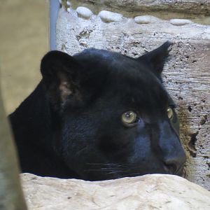 Mundo Maya - Temple of the Jaguar - Jaguar