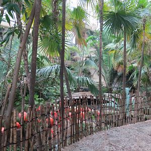 Mundo Maya - Caribbean Flamingo Exhibit