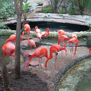 Mundo Maya - Caribbean Flamingo Exhibit