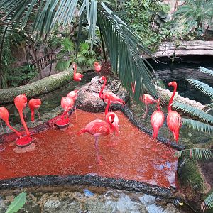 Mundo Maya - Caribbean Flamingo Exhibit