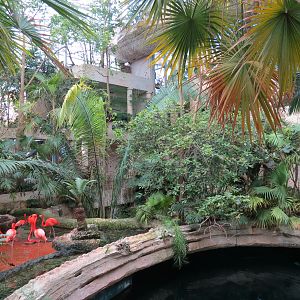 Mundo Maya - Caribbean Flamingo Exhibit