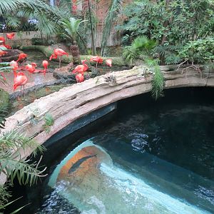 Mundo Maya - Caribbean Flamingo and Cenote Exhibits