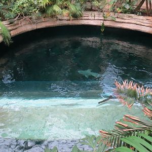 Mundo Maya - Cenote Exhibit