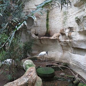 Mundo Maya - Jabiru Stork Exhibit