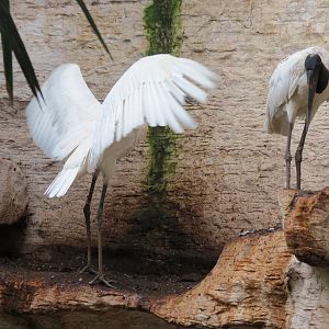 Mundo Maya - Jabiru Stork Exhibit