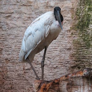 Mundo Maya - Jabiru Stork Exhibit