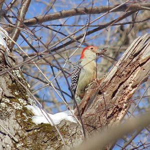 Red Bellied Woodpecker