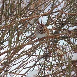 Song Sparrow