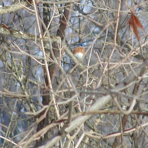 Eastern Bluebird