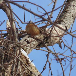 Carolina Wren