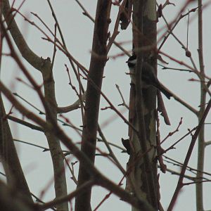 Either a Black Capped Chickadee or Carolina Chickadee