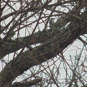 Either a Downy Woodpecker or Hairy Woodpecker