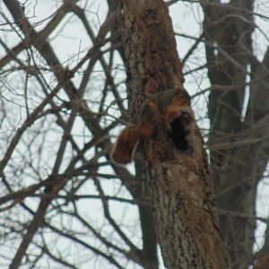 Fox Squirrel