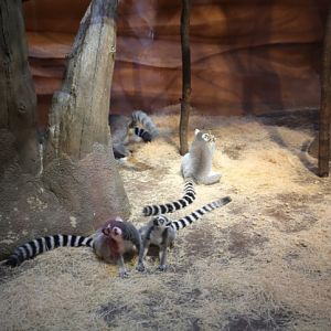 Lemurs in Lost Valley attraction