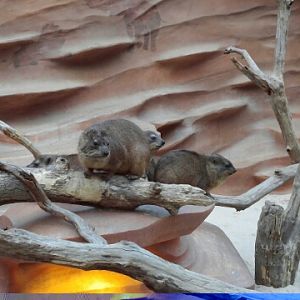Rock Hyrex in the Lost Valley attraction