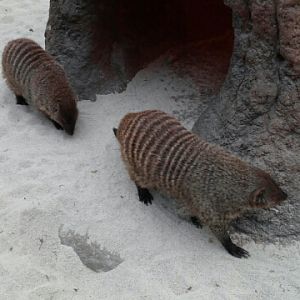 Banded Mongoose in the Lost Valley attraction