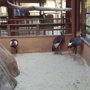 Black Crowned-crane in the Lost Valley attraction