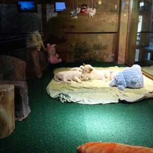 White Lion cubs in the Lost Valley attraction