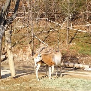 Scimitar-Horned Oryx in the Lost Valley attraction