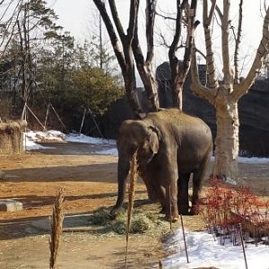 Asian Elephant in the Lost Valley attraction