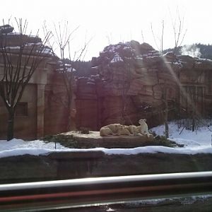 White Lions in the Lost Valley attration