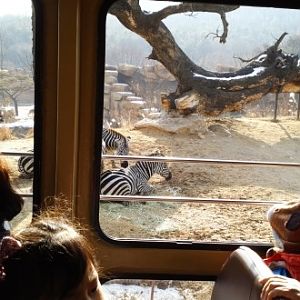 Zebras in the Lost Valley attraction