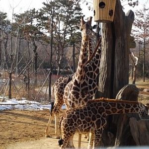 Giraffes in the Lost Valley attraction