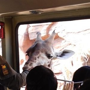 Curious Giraffe in Lost Valley attraction