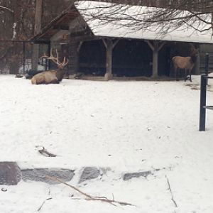 1/4/2014 - Elk