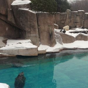 1/4/2014 - Harbor Seal w/ Polar Bear in the Background