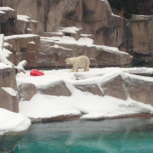 1/4/2014 - Polar Bear View Across the Seal Pool