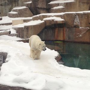 1/4/2014 - Snow Lilly