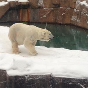 1/4/2014 - Snow Lilly