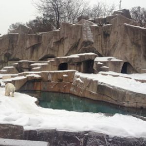 1/4/2014 - Polar Bear Exhibit