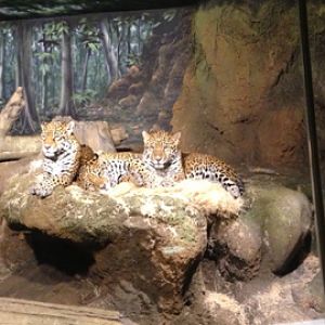 1/4/2014 - Jaguar Family Photo